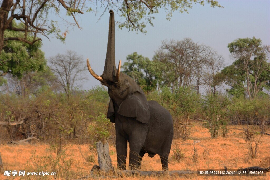 大象仰头于旷野中