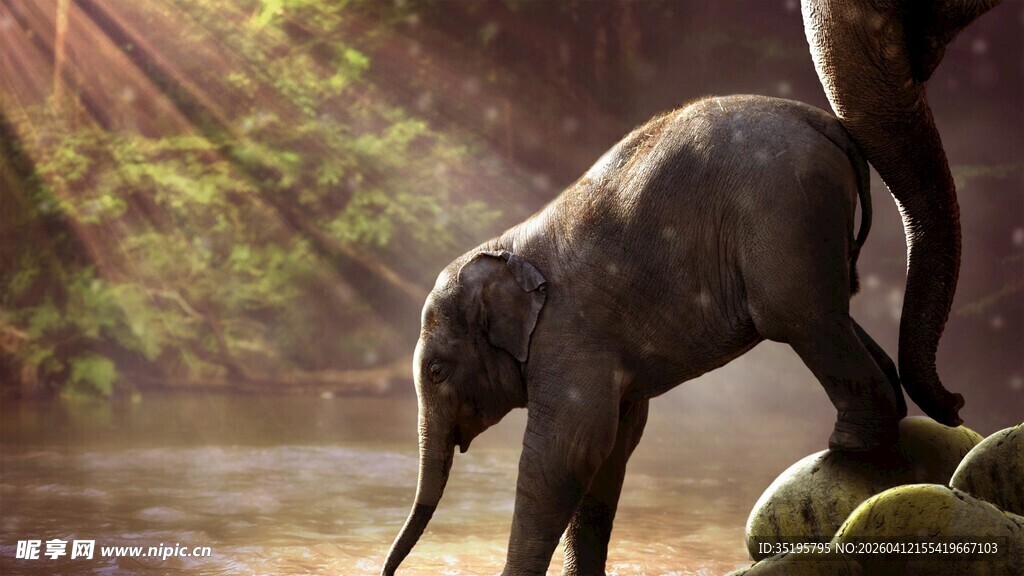 小象依偎成年象