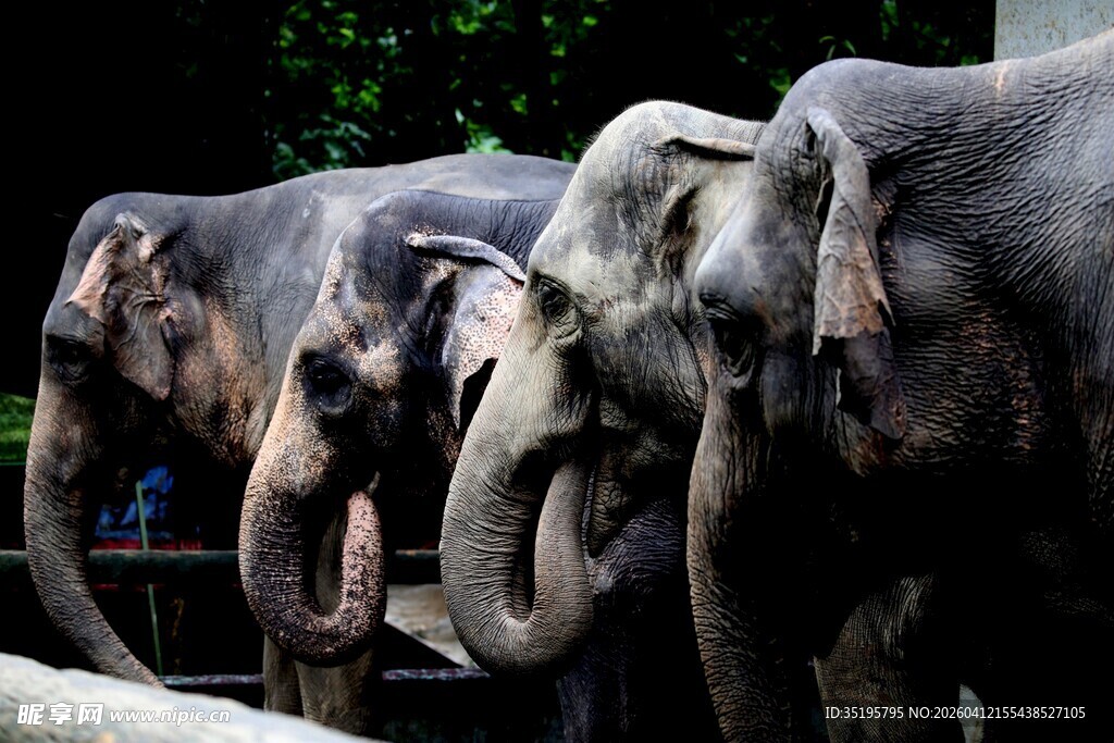 一群大象在户外