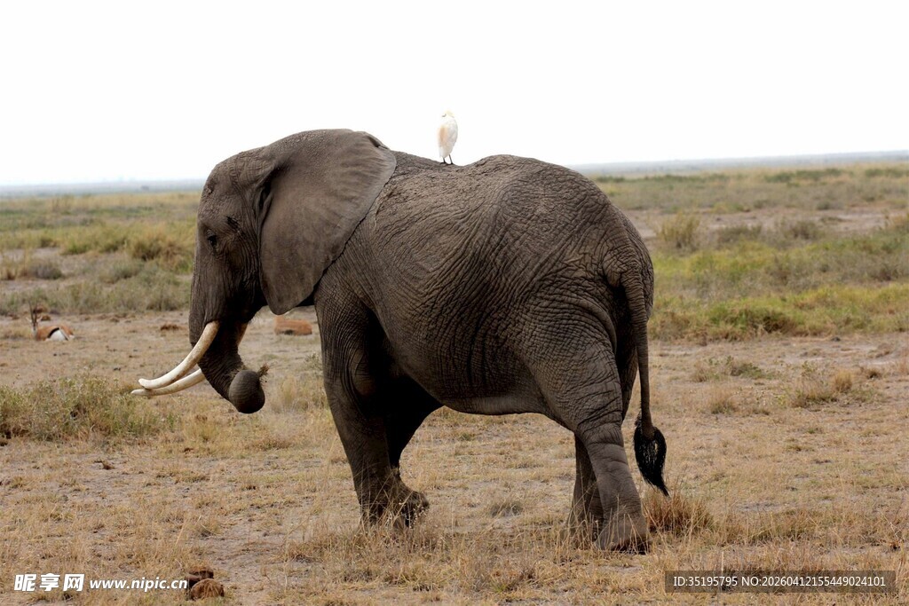草原上独行的大象