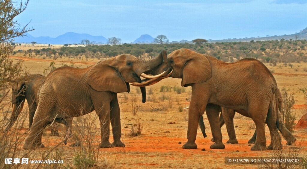 草原上互动的几头大象