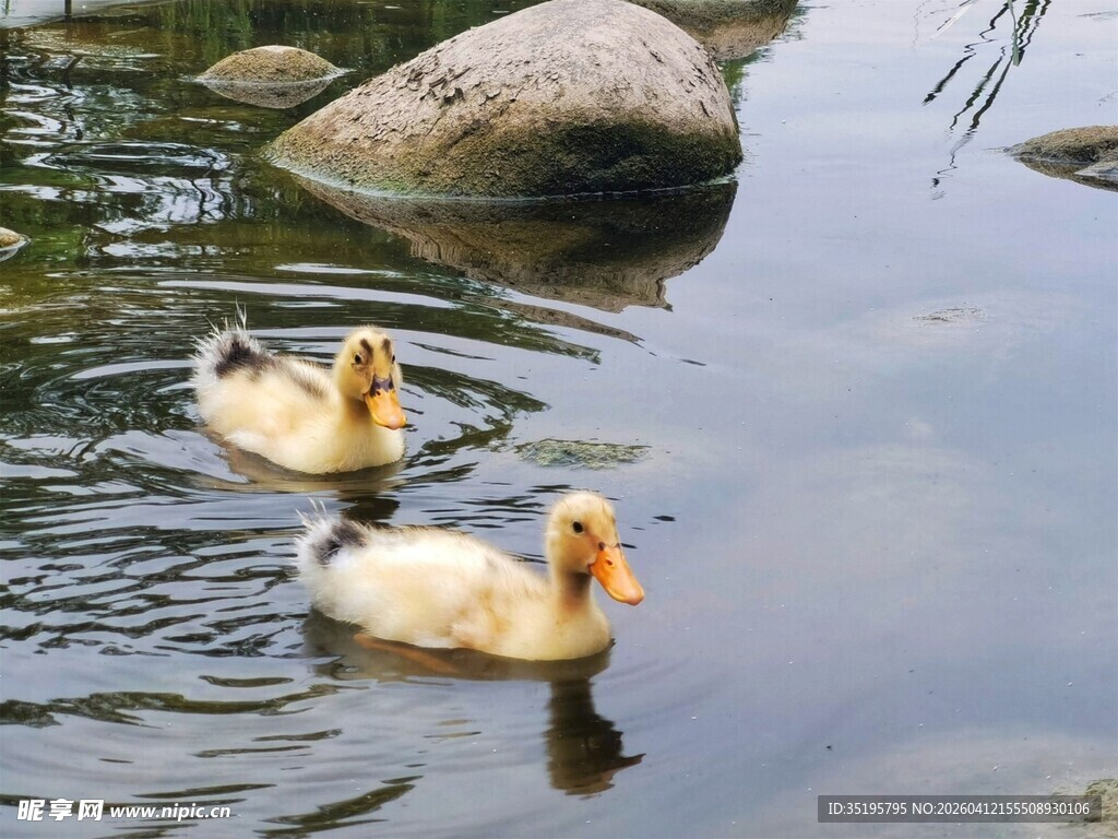 水中嬉戏的可爱小鸭子