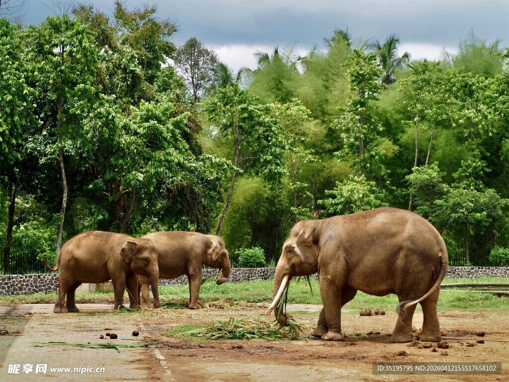 户外草地上的几头大象