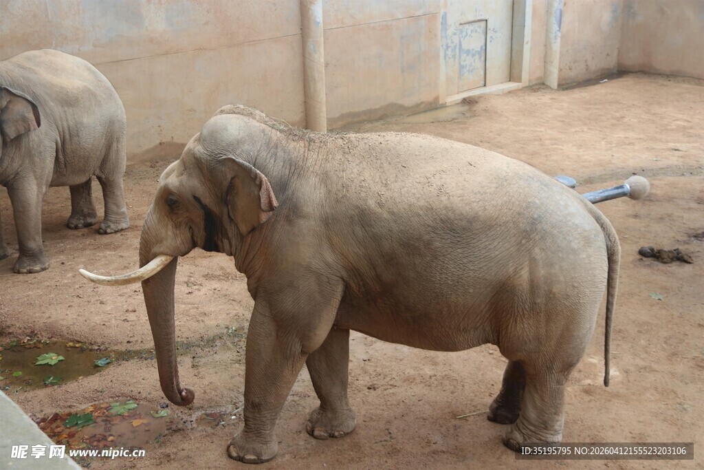 动物园中的大象