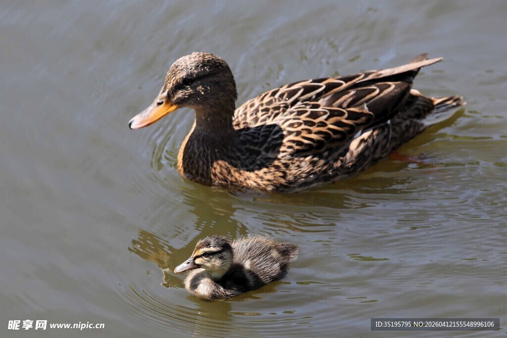 母鸭带小鸭水中悠游