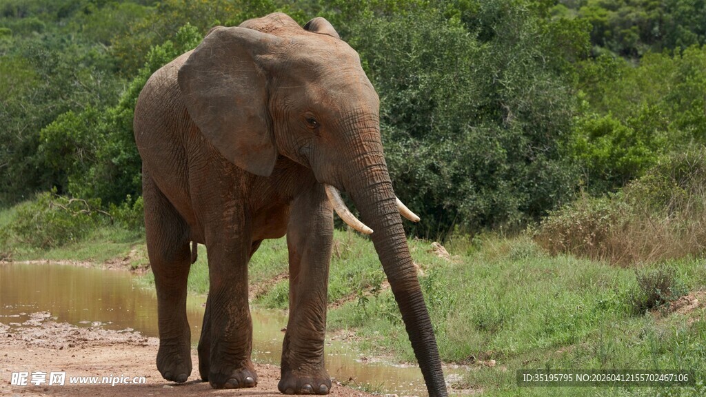草原上的独行大象