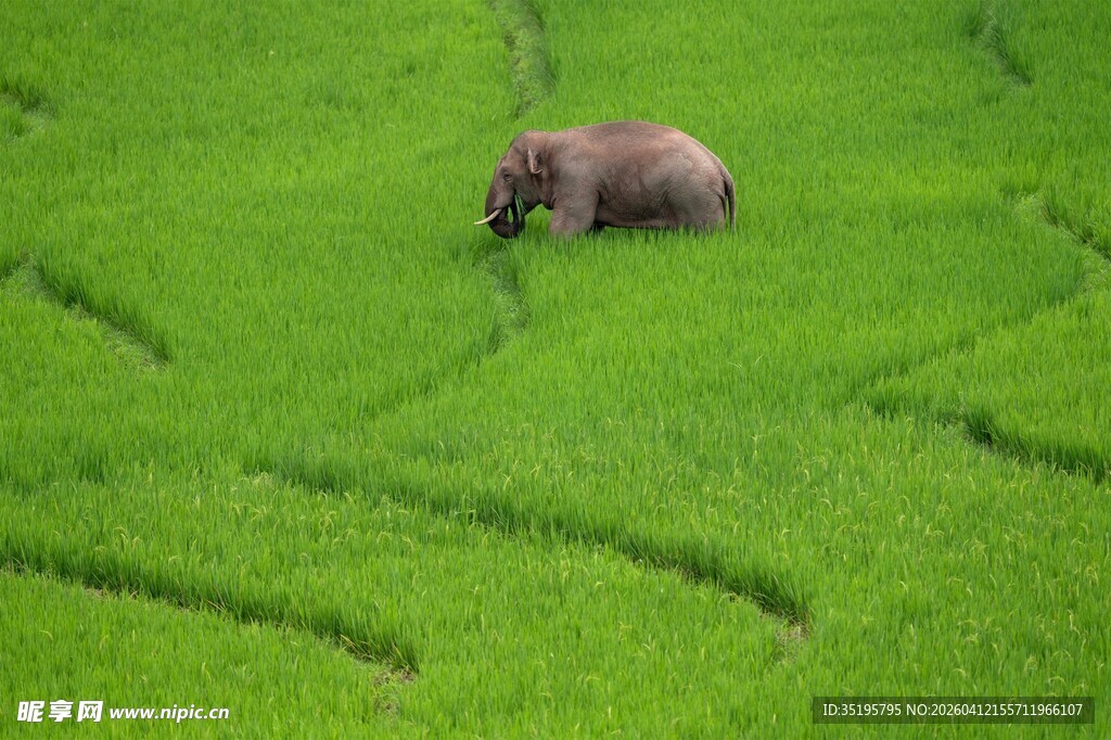 稻田中独行的大象