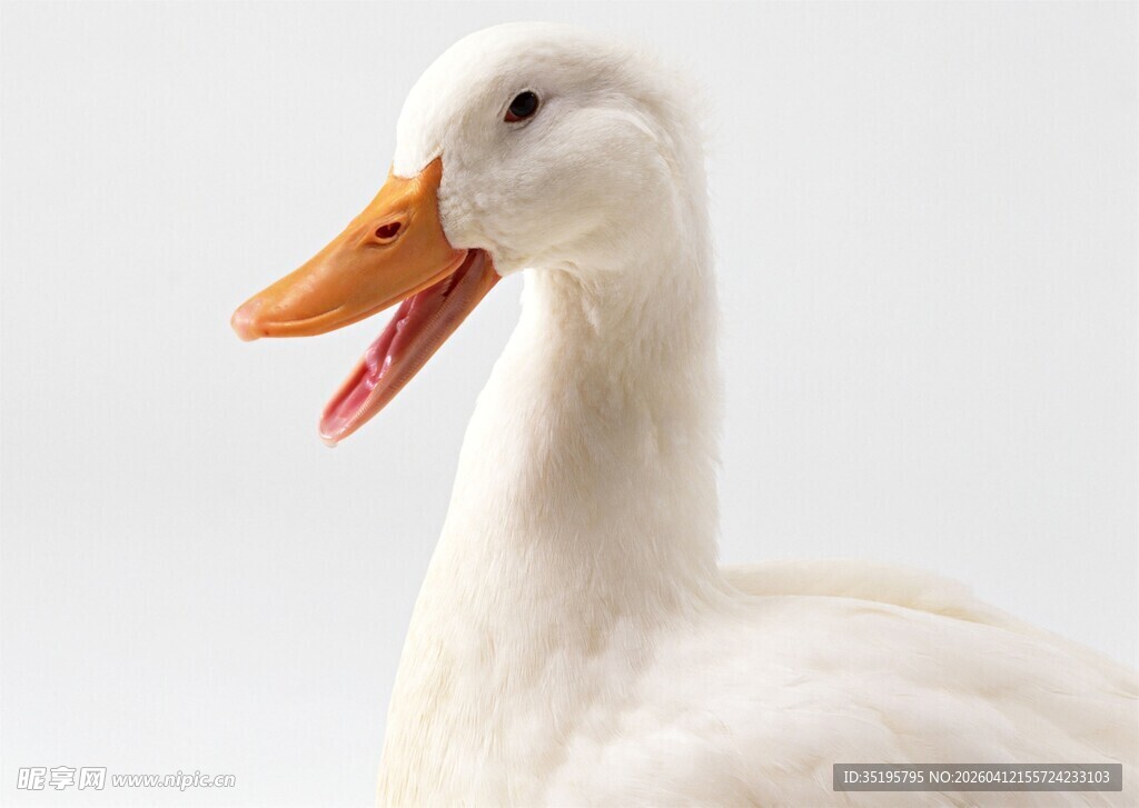 张嘴的白色鸭子