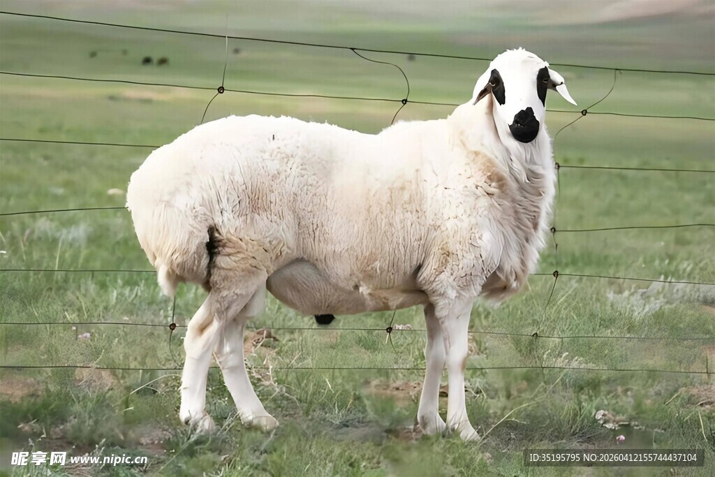 草原上的白色绵羊