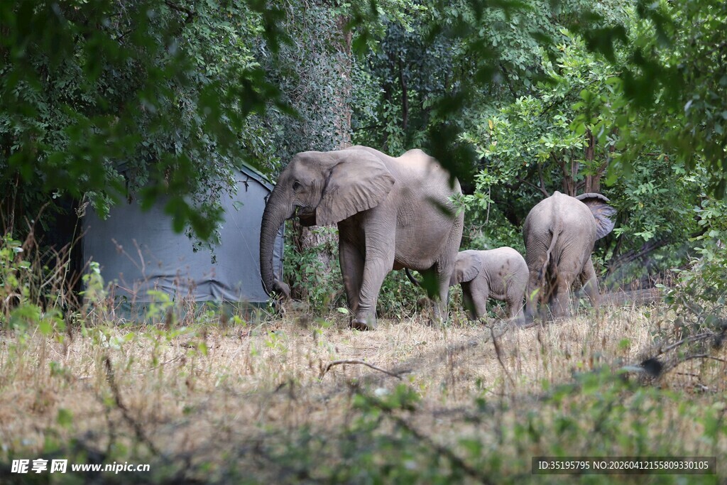 野外漫步的大象家族