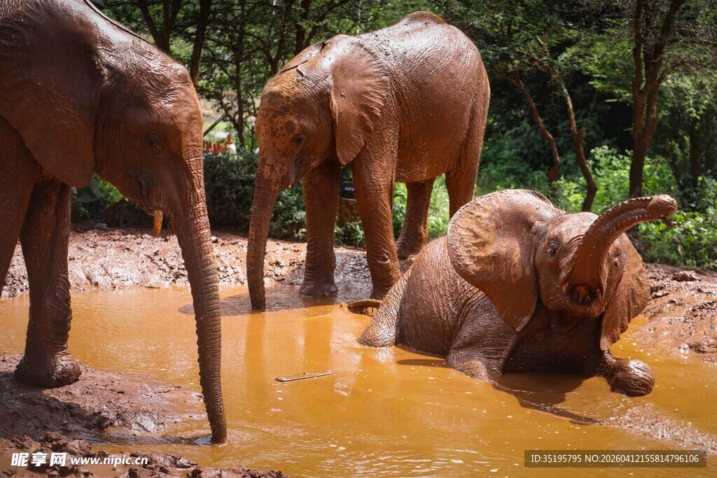 大象在泥塘中嬉戏