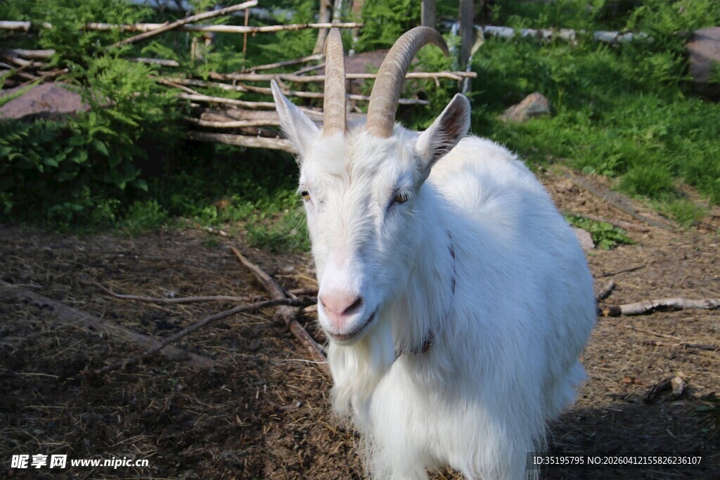 田园中的白色山羊