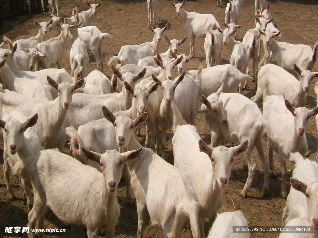 一群白山羊聚集的场景