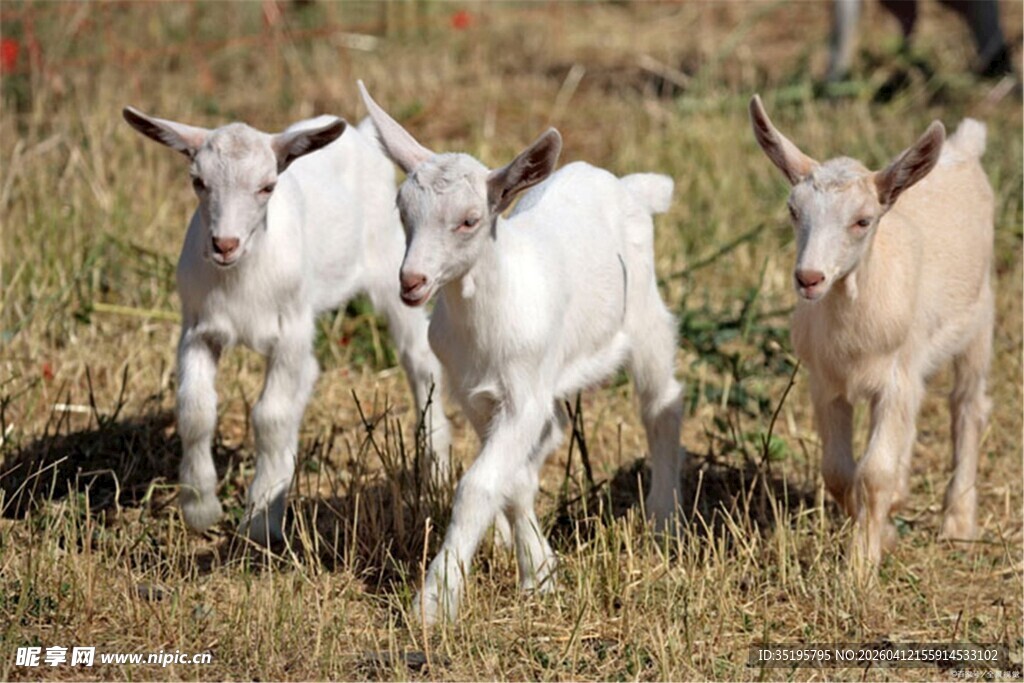 田野中的几只可爱小羊羔