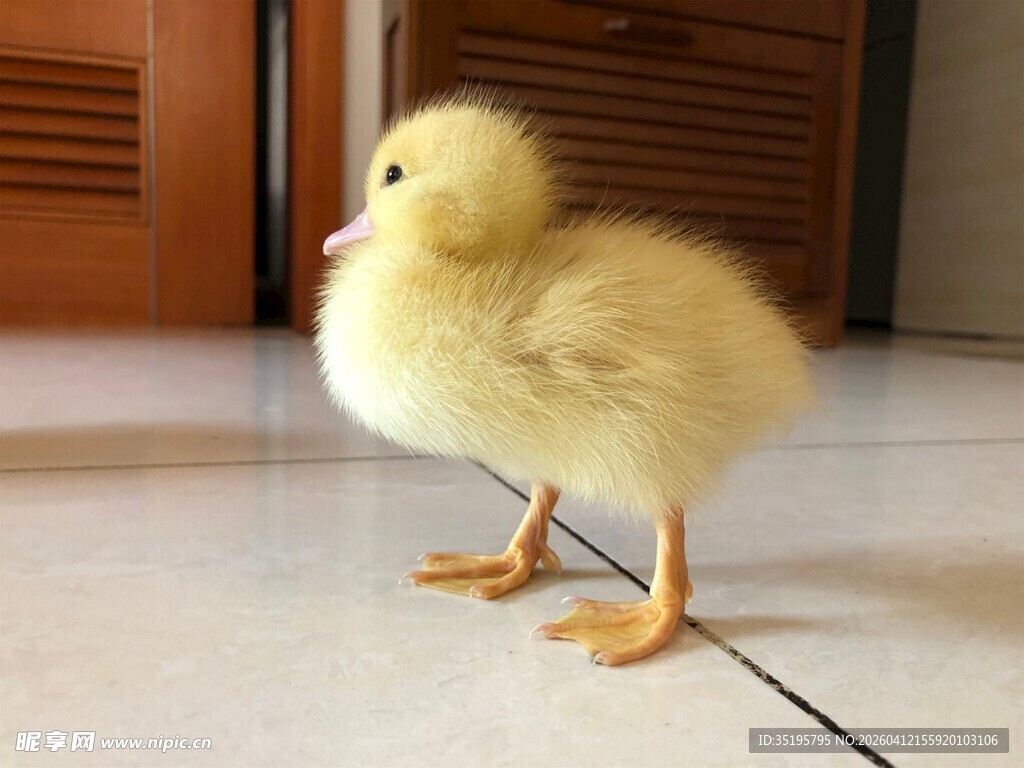 小黄鸭站立