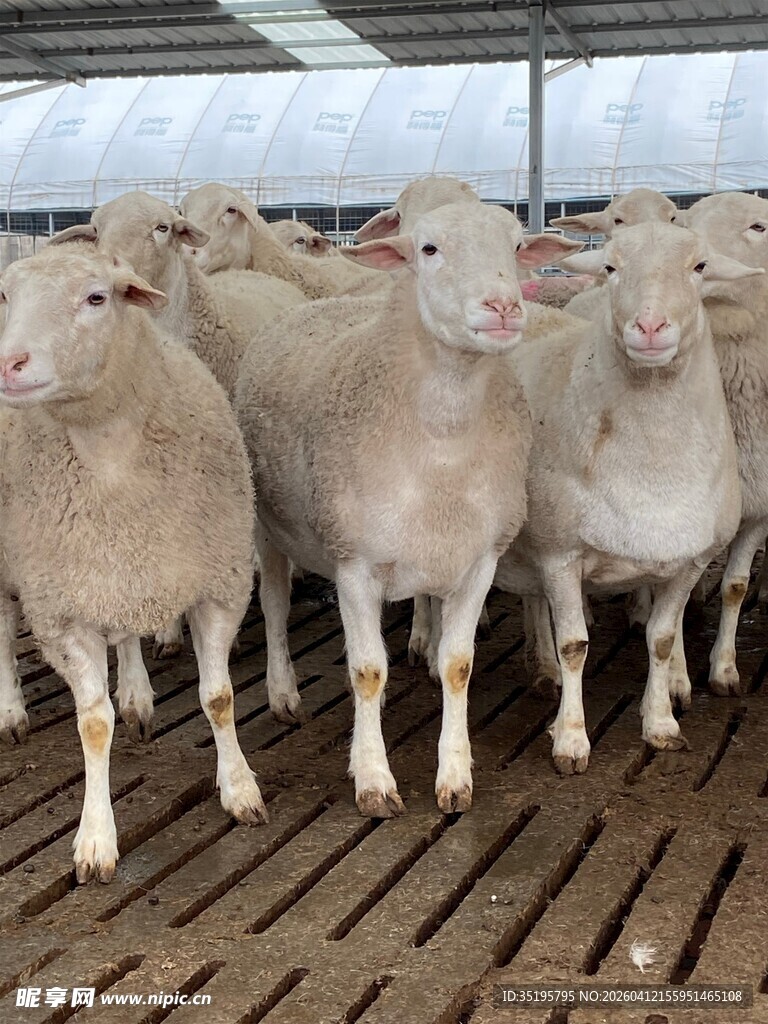 羊舍内的一群白色绵羊