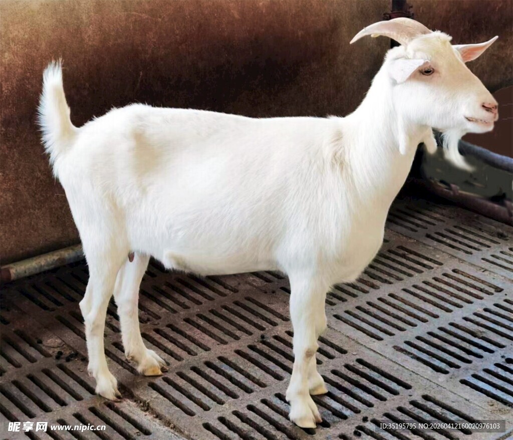 站立的白山羊
