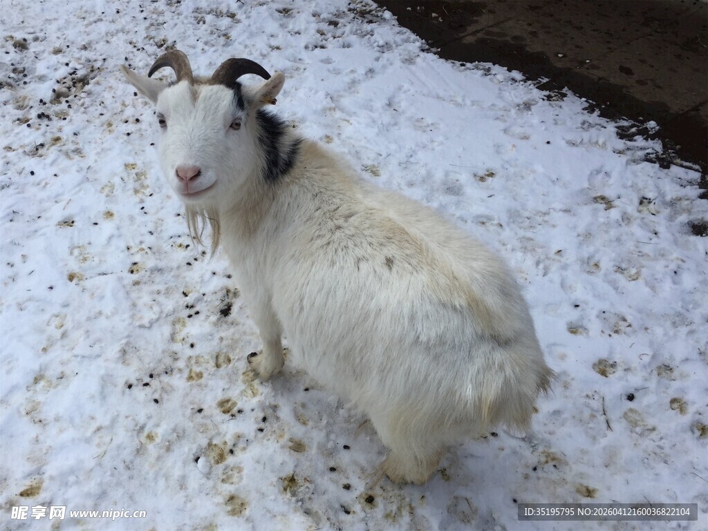 雪地中的白山羊