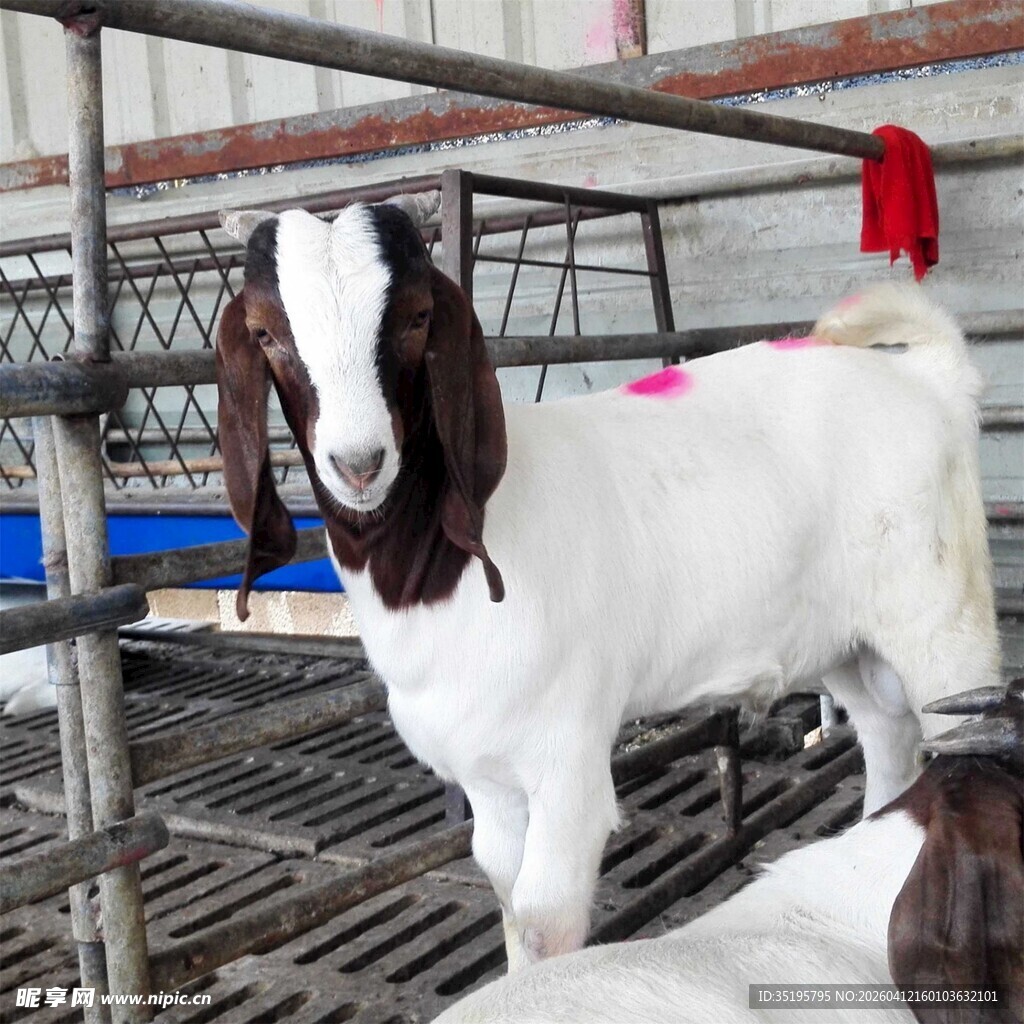 羊舍中的白山羊
