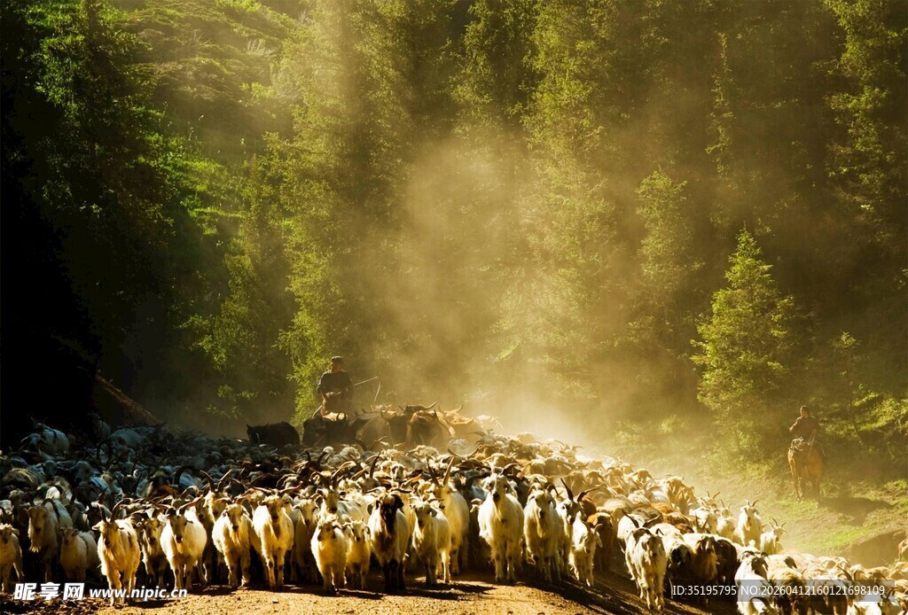 阳光照耀下的草原牧群