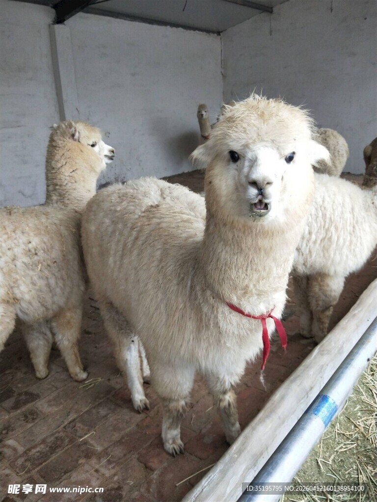 可爱羊驼站在室内