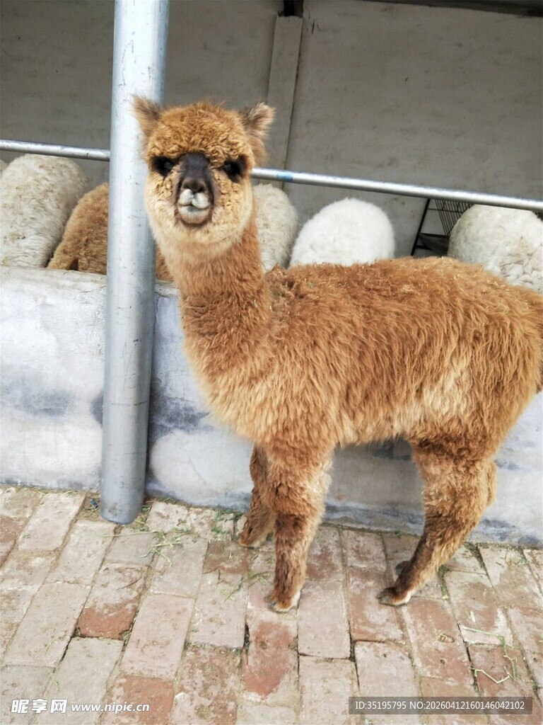 可爱羊驼站在砖石地面上