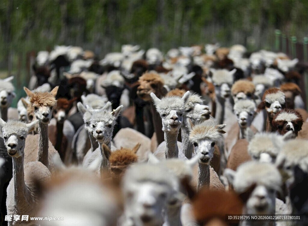 一群羊驼聚集的场景