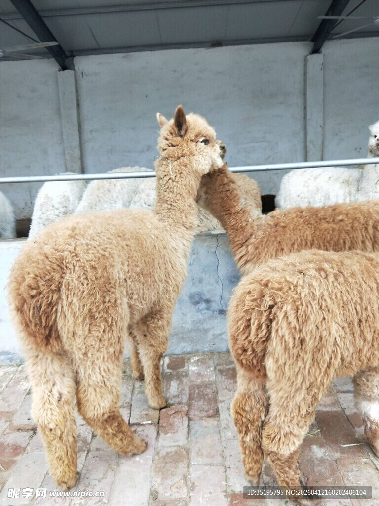 室内的几只羊驼