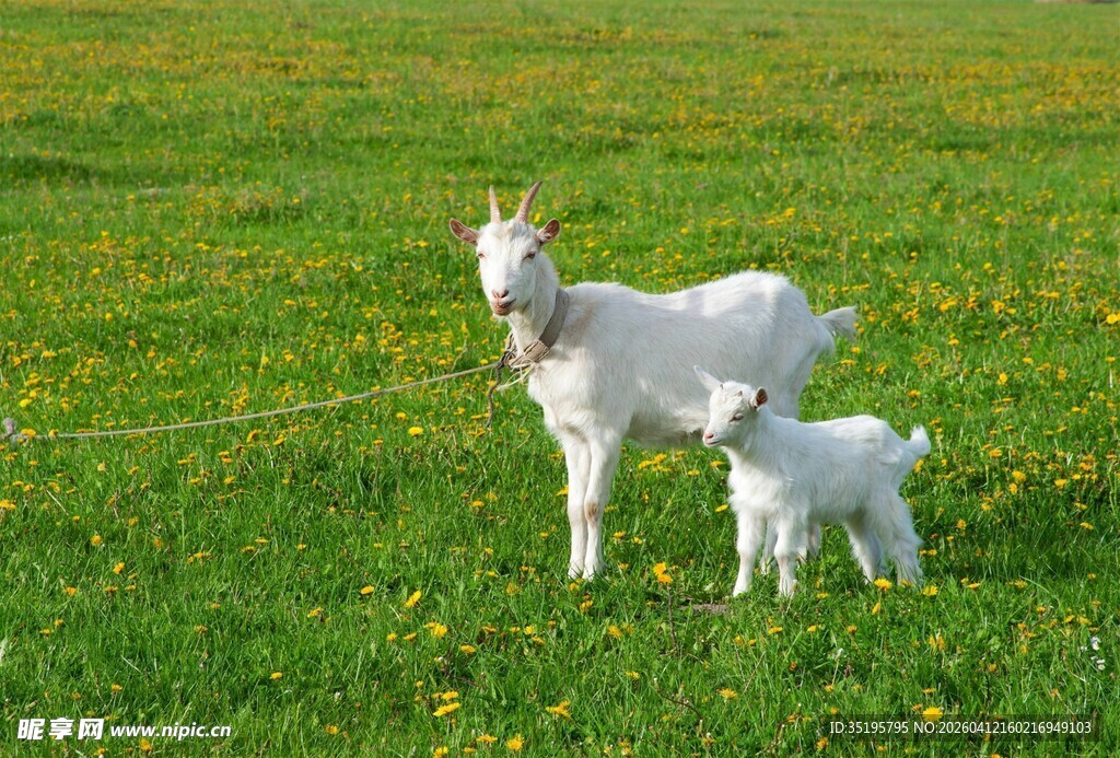 草地上的山羊母子