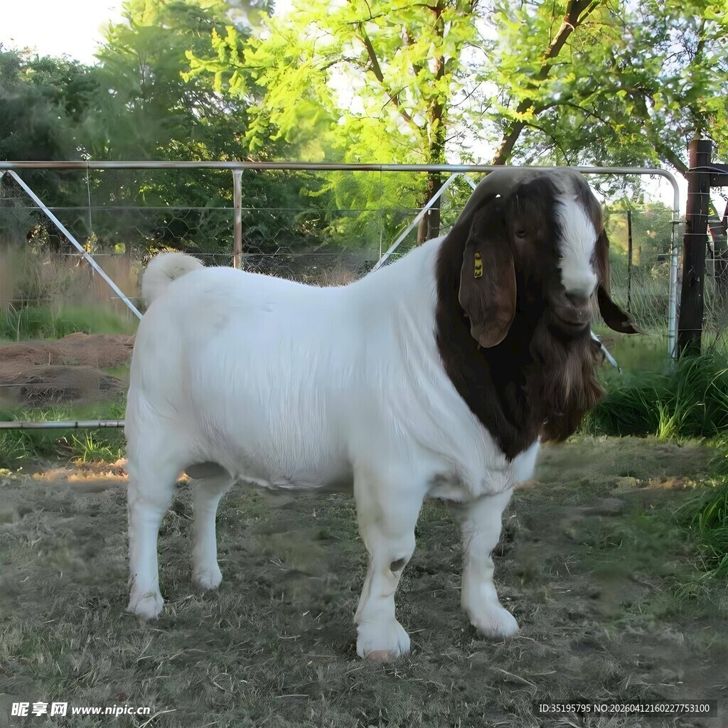 站立的健壮波尔山羊