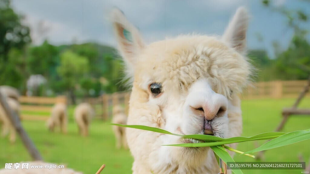 吃草的可爱羊驼