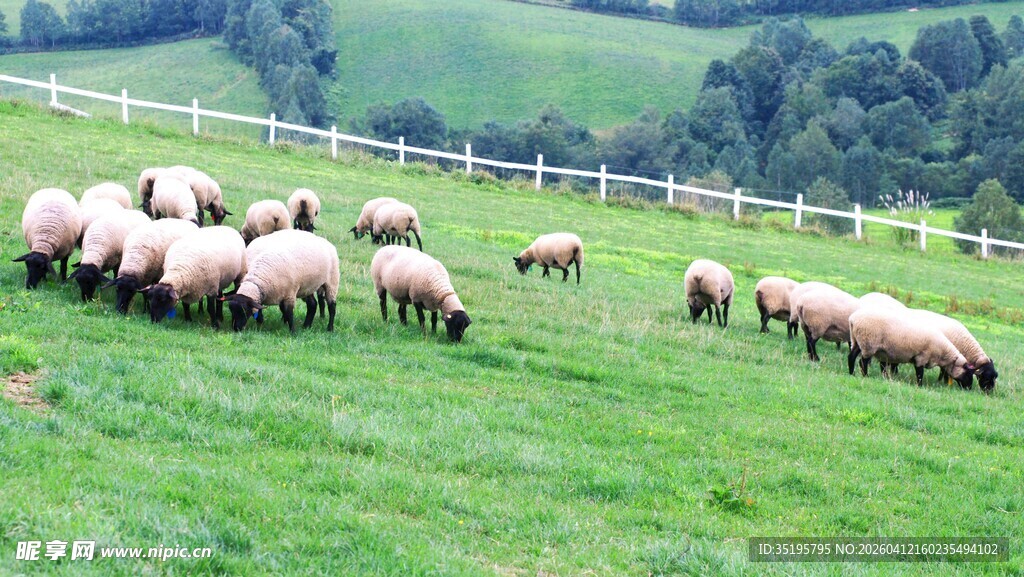 草原上的羊群