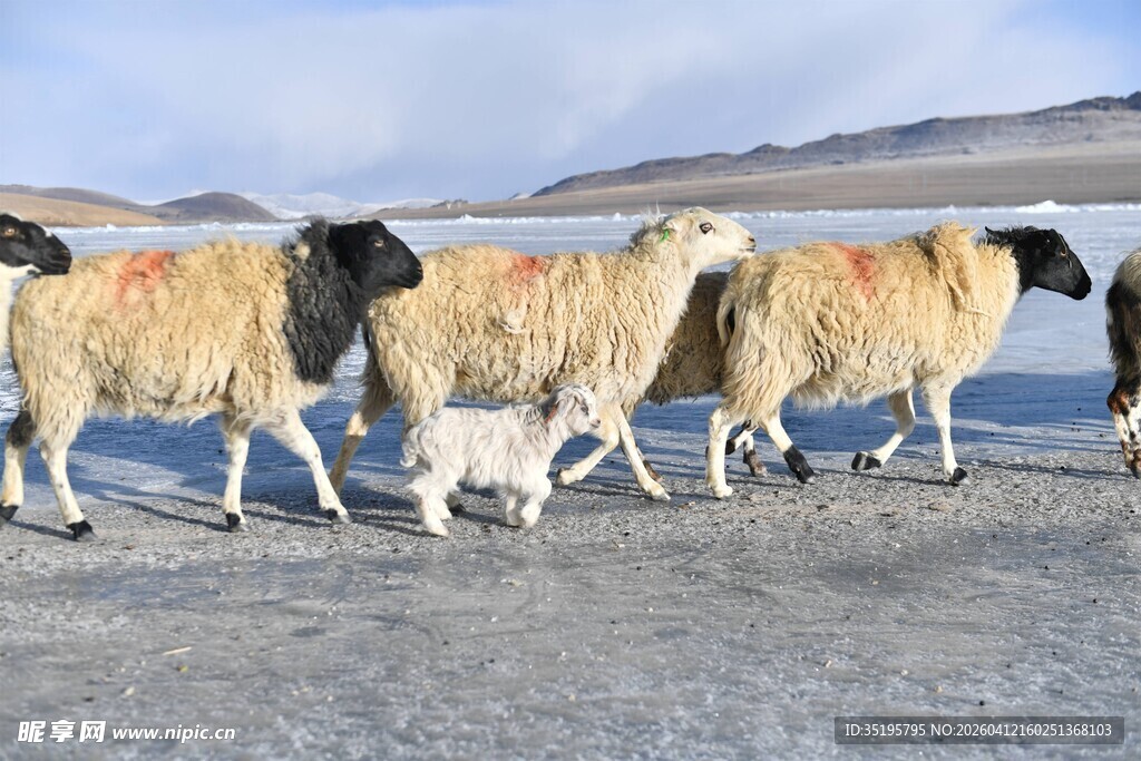 羊群在开阔地行走