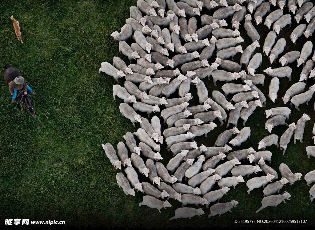 草原上的庞大羊群