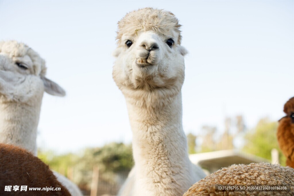 可爱羊驼们的温馨小聚