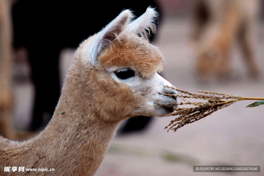 小羊驼进食瞬间