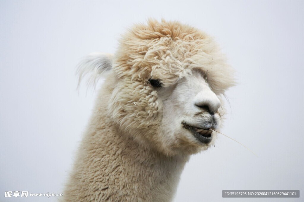 可爱羊驼特写