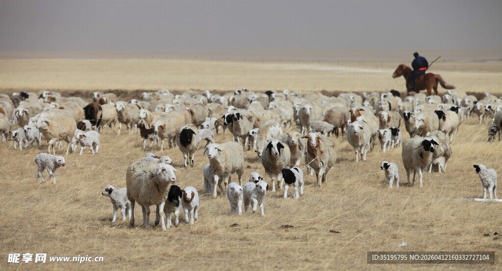 草原牧人驱牛羊