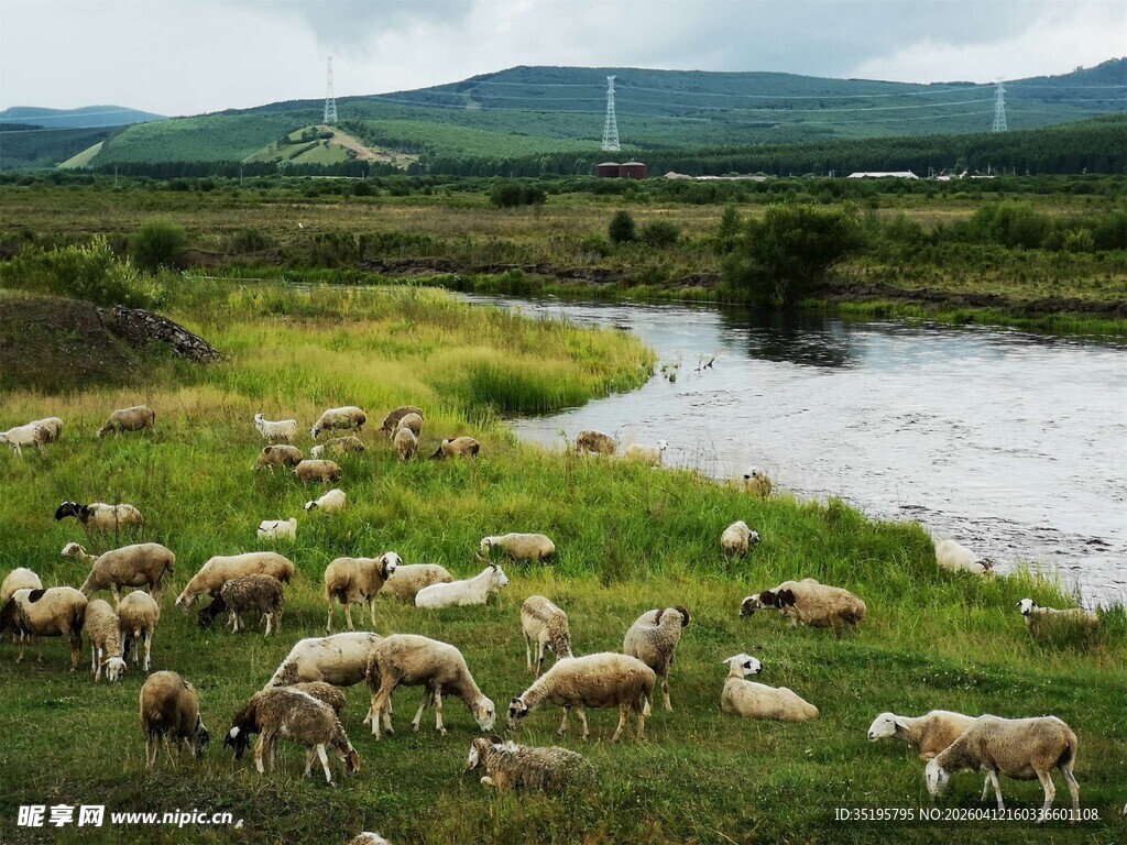 草原羊群与河流美丽景致