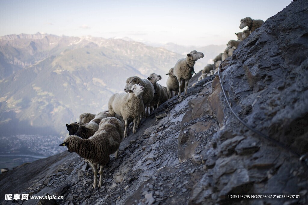 山羊攀爬陡峭岩石
