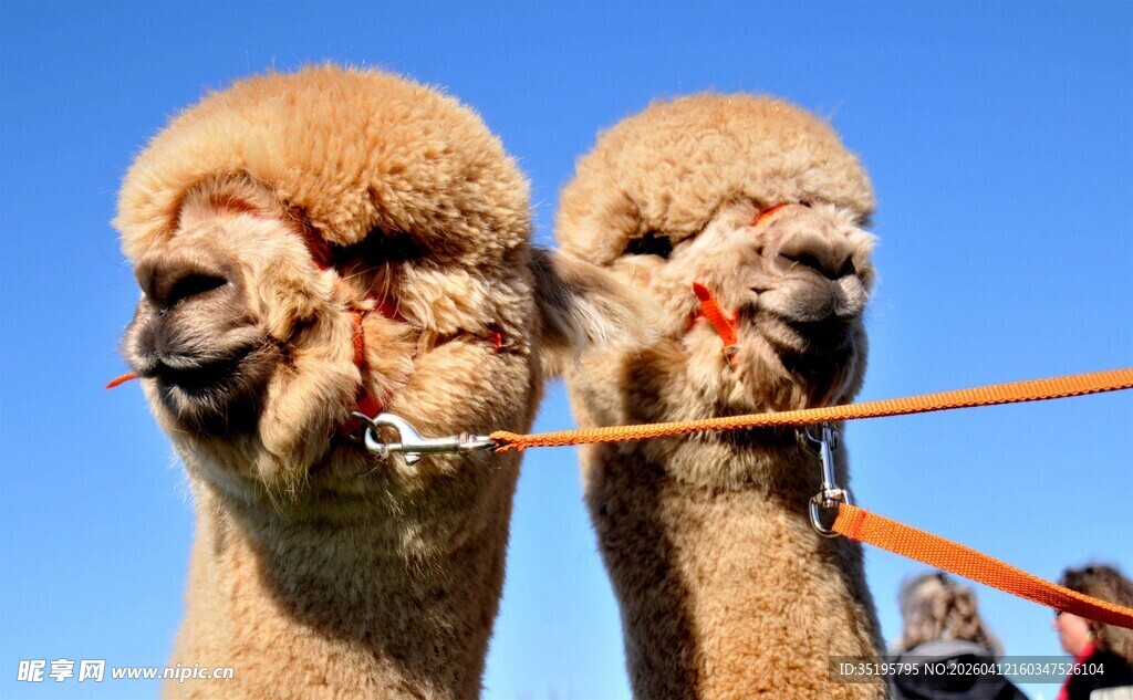 两只可爱羊驼被绳索牵引