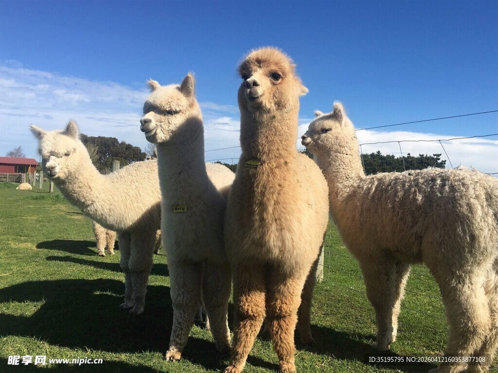 草地上的可爱羊驼群