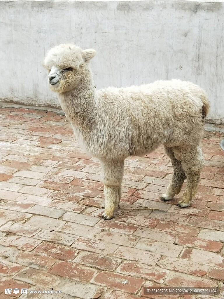 可爱羊驼站在砖石地面上