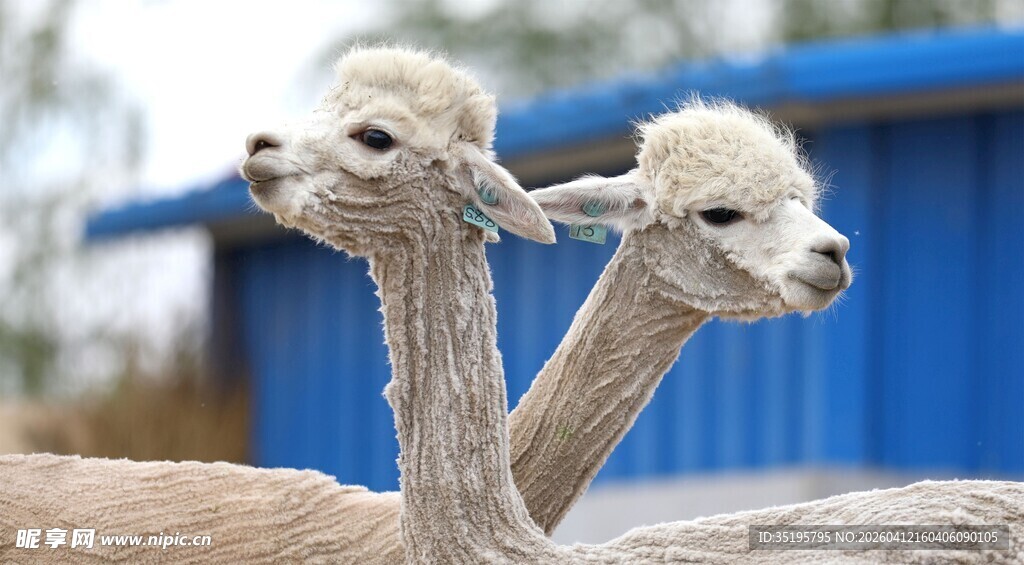 两只羊驼可爱模样