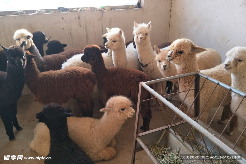 羊驼群聚在围栏内