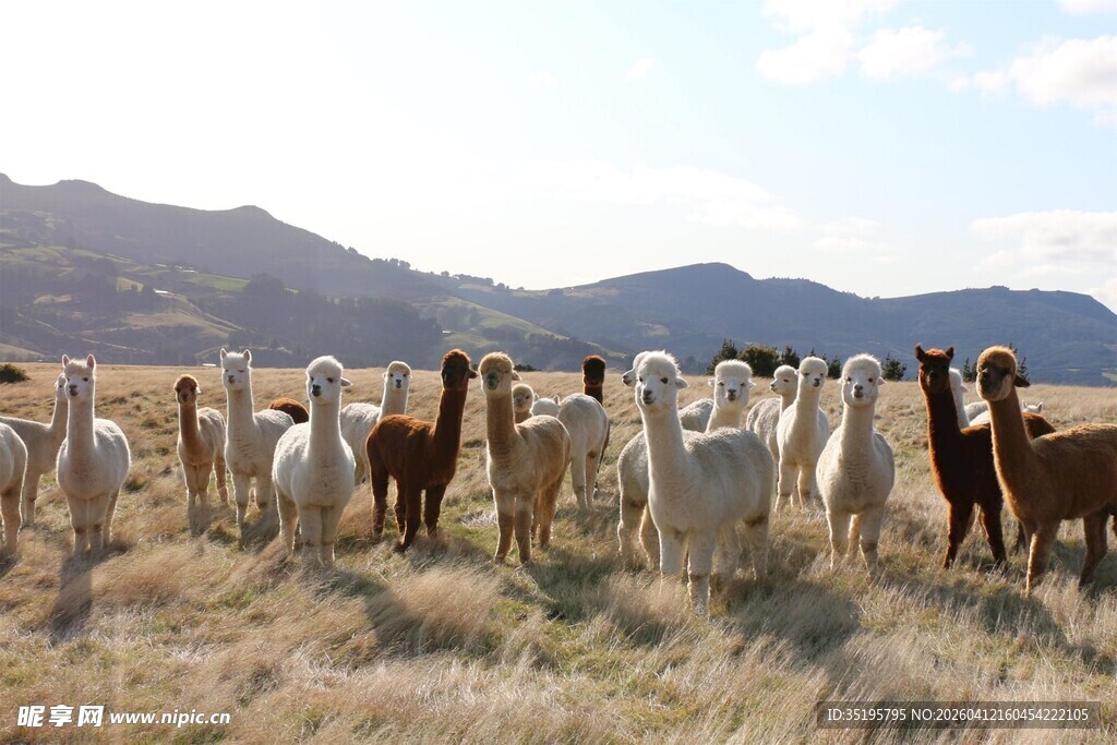 草原上的一群羊驼