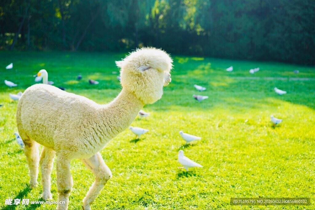 草地上的可爱羊驼