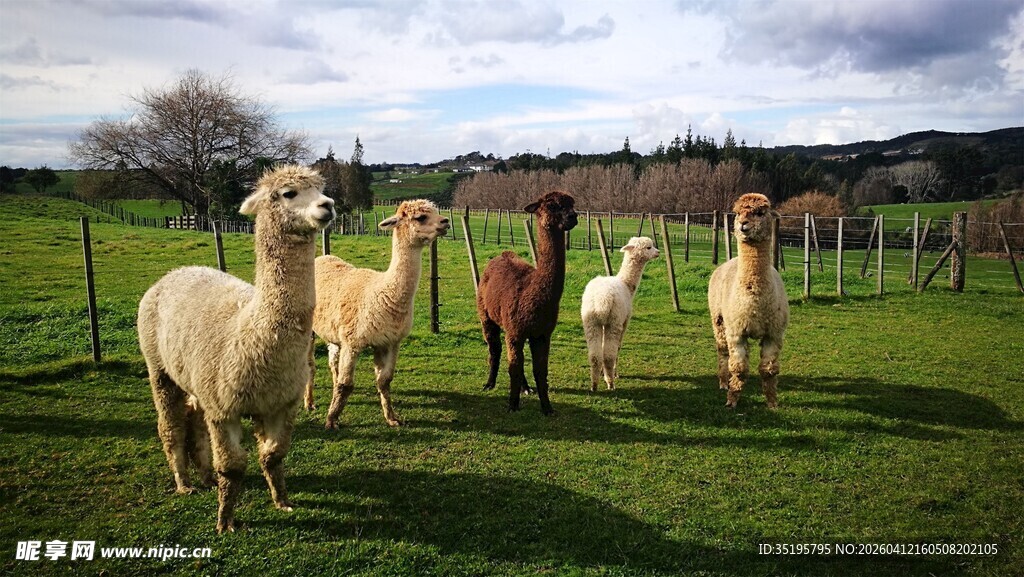 草地上的可爱羊驼群