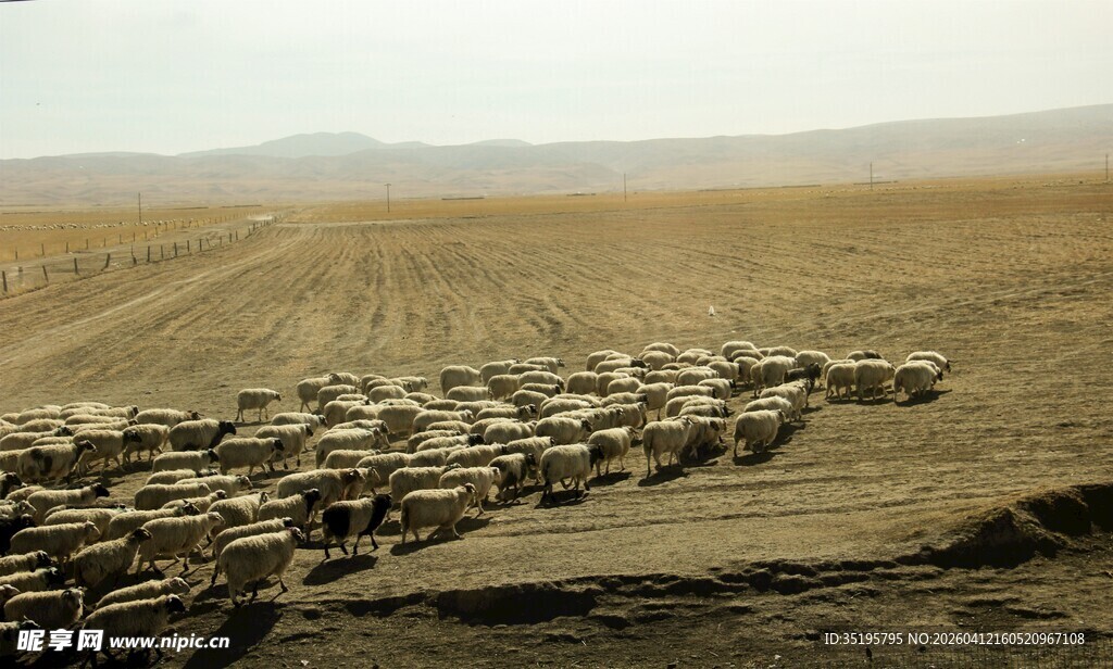 沙漠中行进的庞大羊群