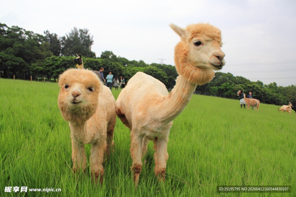 草地上的两只可爱羊驼